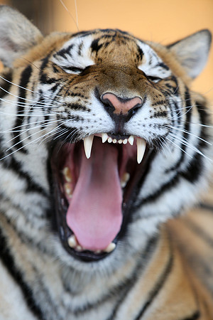 Tiger-Neil-29