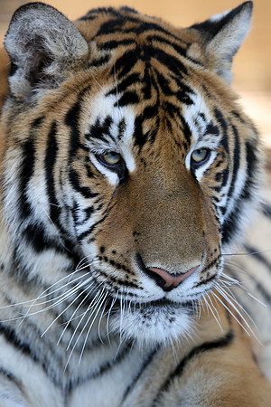 Tiger-Neil-26