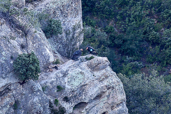 20170328 Condors-104