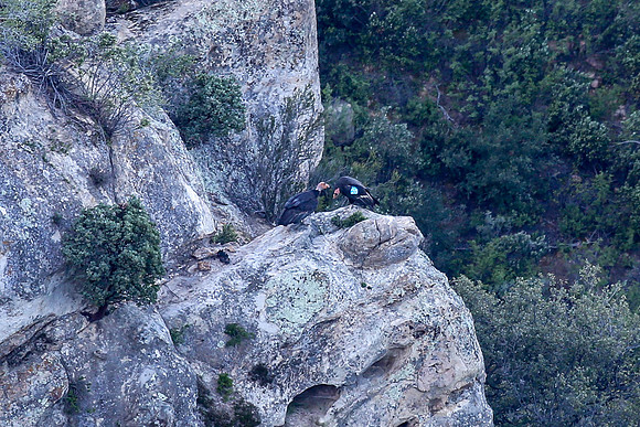 20170328 Condors-105