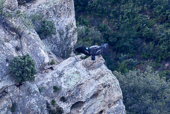 20170328 Condors-106