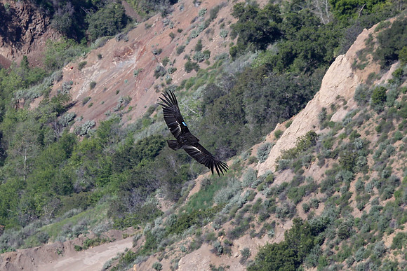 20170328 Condors-113
