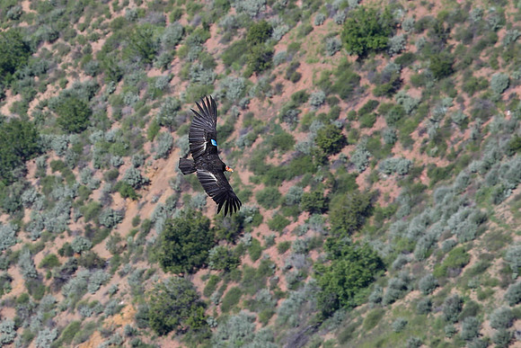20170328 Condors-114