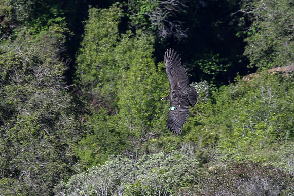 20170328 Condors-116
