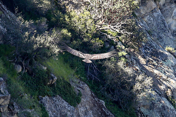 20170328 Condors-117