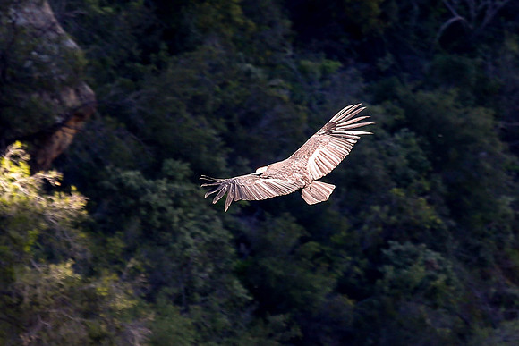 20170328 Condors-118