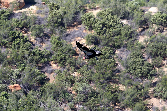 20170328 Condors-119