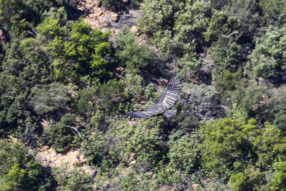 20170328 Condors-120