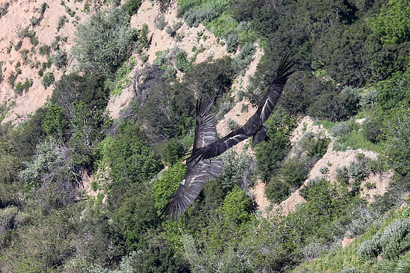 20170328 Condors-121