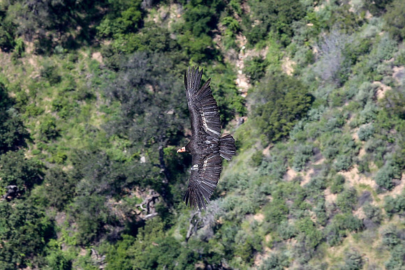 20170328 Condors-122