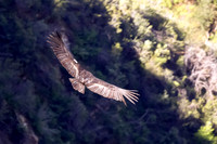 Condors