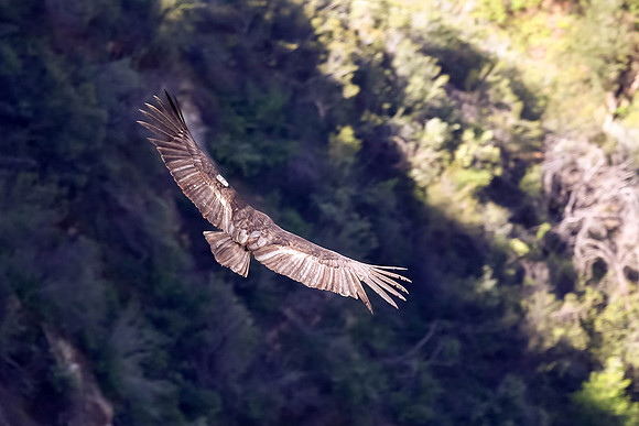 20170328 Condors-124