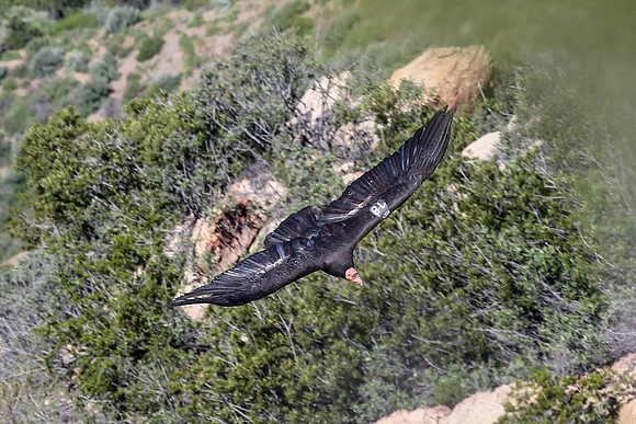20170328 Condors-125