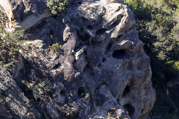 20170328 Condors-123
