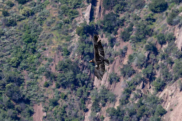 20170328 Condors-126