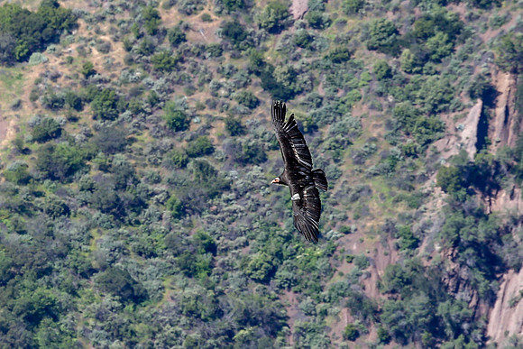 20170328 Condors-127