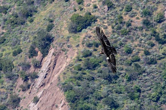 20170328 Condors-128