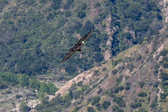 20170328 Condors-129