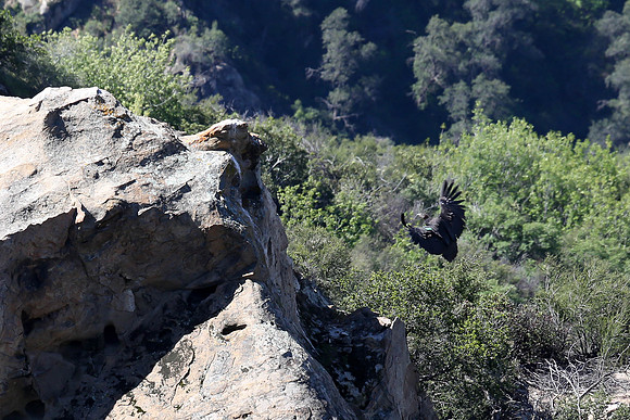 20170328 Condors-130