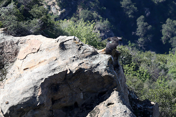 20170328 Condors-131