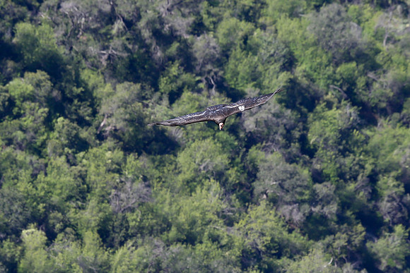 20170328 Condors-132
