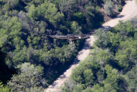 20170328 Condors-133