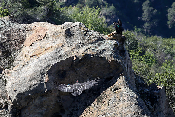 20170328 Condors-134