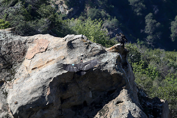 20170328 Condors-135