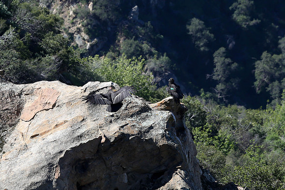 20170328 Condors-136