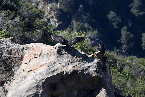 20170328 Condors-137