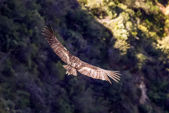 20170328 Condors-138
