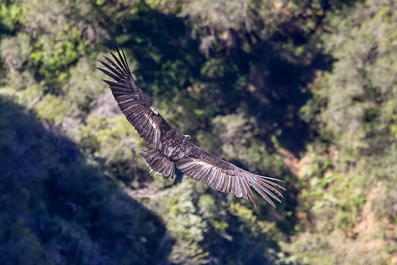 20170328 Condors-139