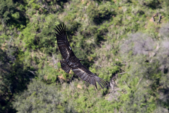 20170328 Condors-140