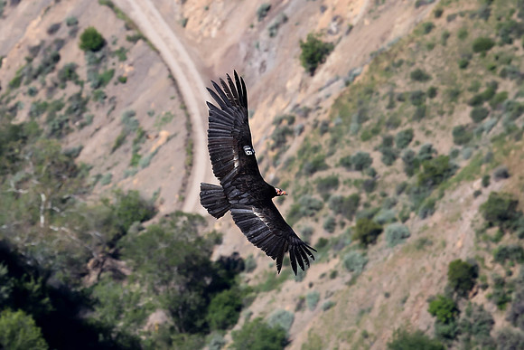 20170328 Condors-141