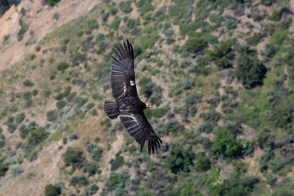 20170328 Condors-142