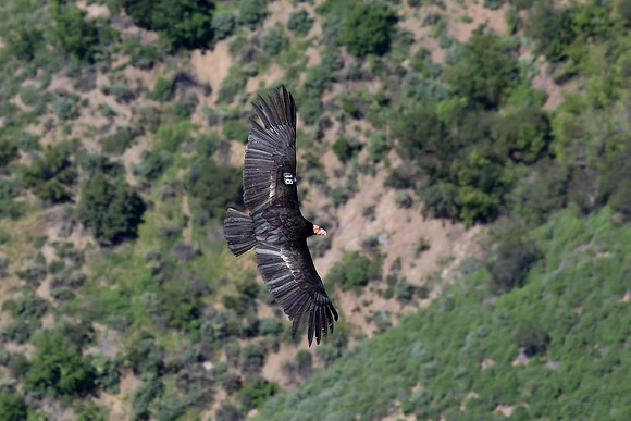 20170328 Condors-143