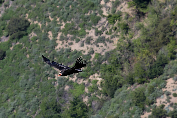 20170328 Condors-146