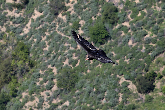 20170328 Condors-145