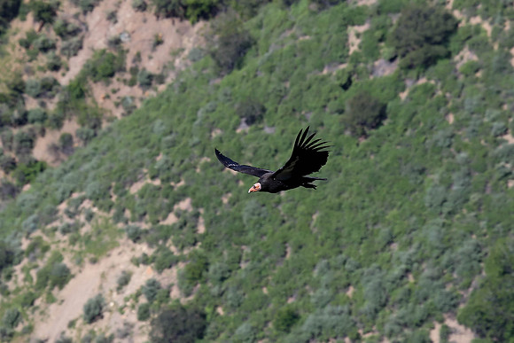20170328 Condors-147