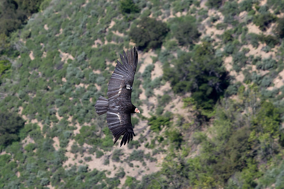 20170328 Condors-144