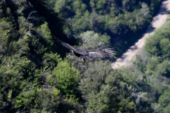 20170328 Condors-148