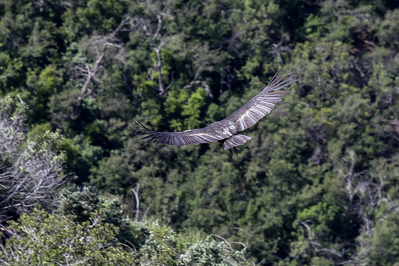 20170328 Condors-150