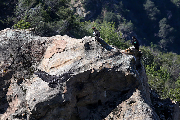 20170328 Condors-151