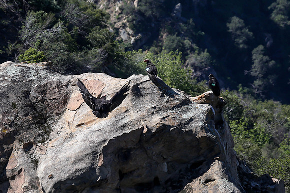 20170328 Condors-152