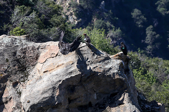 20170328 Condors-153