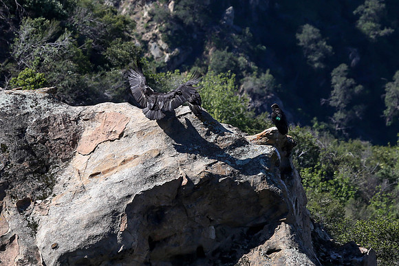 20170328 Condors-154