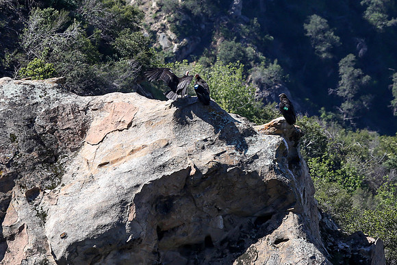 20170328 Condors-155