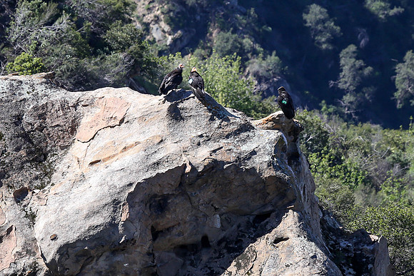 20170328 Condors-156