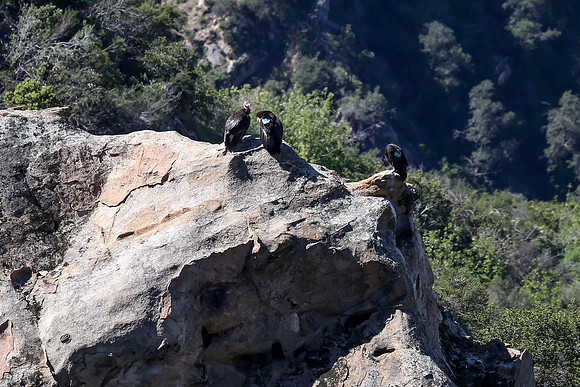 20170328 Condors-157