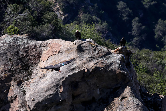 20170328 Condors-159